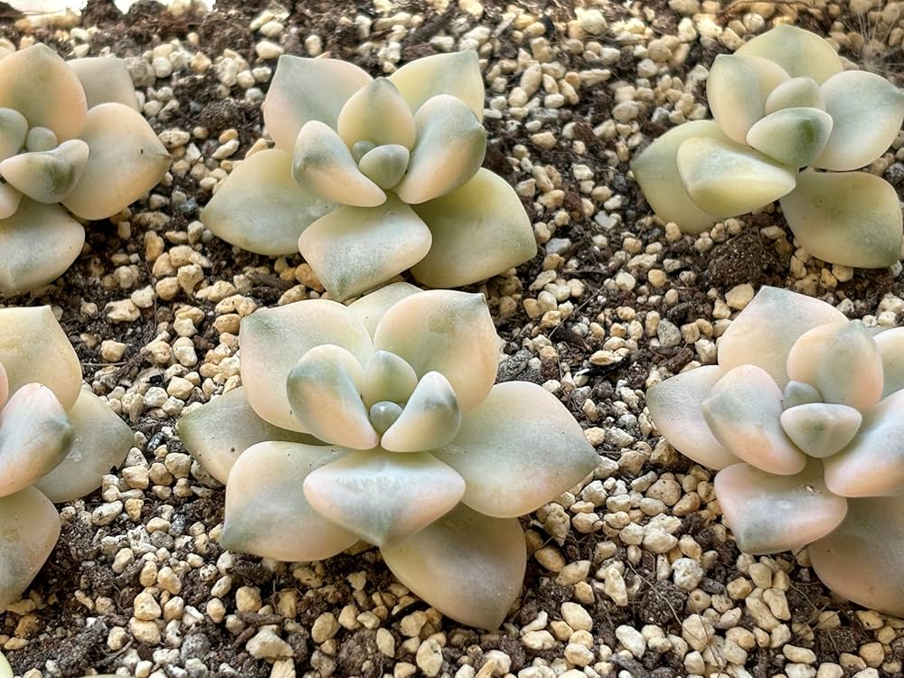 Amazon｜多肉植物 エケベリア韓国苗お任せ5種類セット おまけ